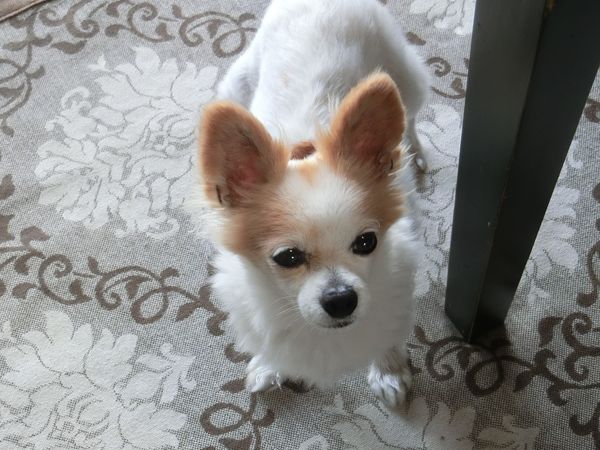 f:id:maronmame:20190616130753j:plain