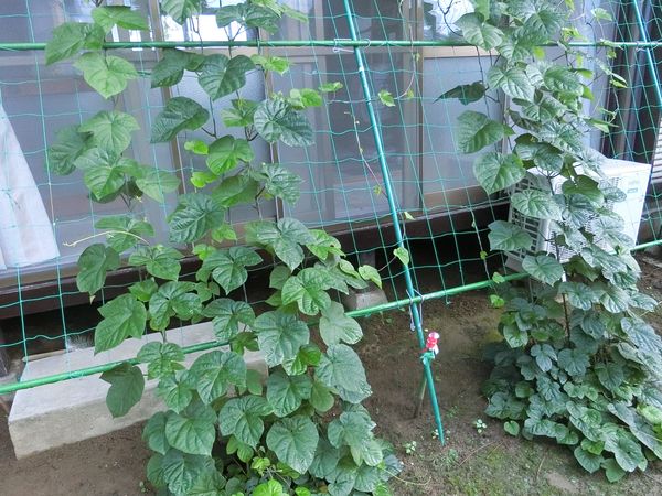 f:id:maronmame:20190706182132j:plain