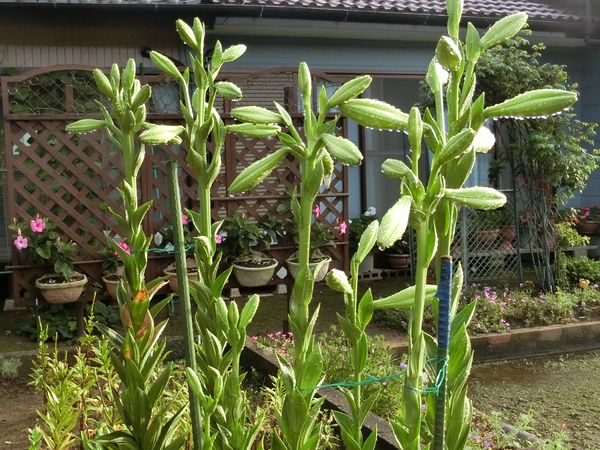 f:id:maronmame:20190706182213j:plain