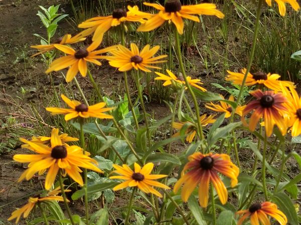 f:id:maronmame:20190706182330j:plain