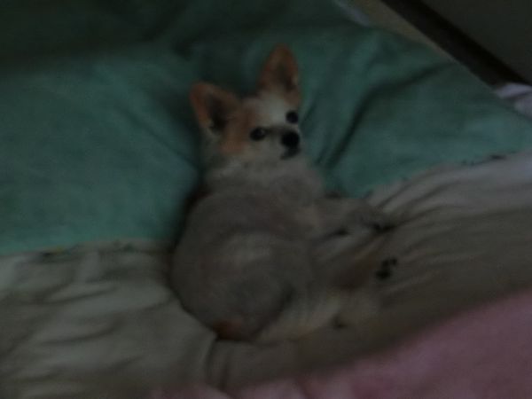 f:id:maronmame:20190706182810j:plain