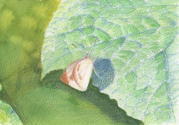 f:id:maronmame:20190709132203j:plain f:id:maronmame:20190709132203j:plain