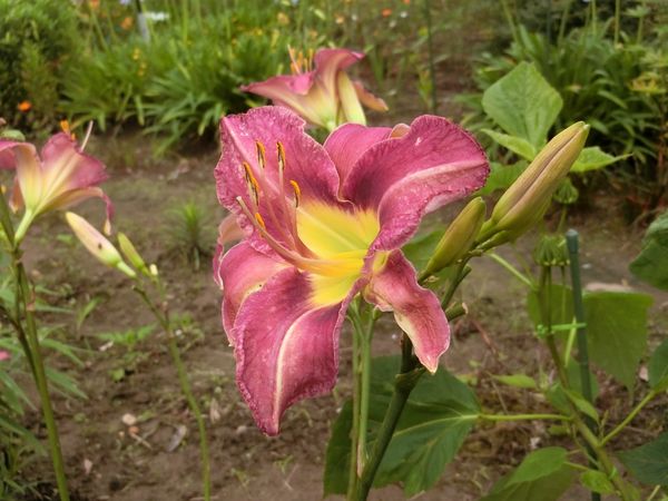 f:id:maronmame:20190709132951j:plain f:id:maronmame:20190709132951j:plain