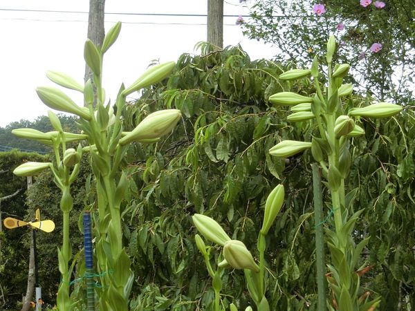 f:id:maronmame:20190709133010j:plain f:id:maronmame:20190709133010j:plain