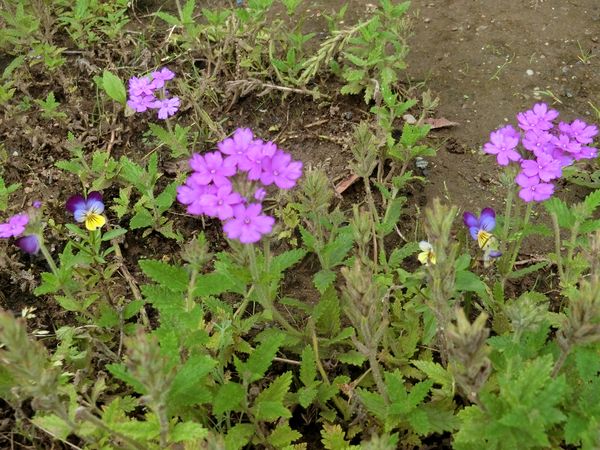 f:id:maronmame:20190709133040j:plain f:id:maronmame:20190709133040j:plain