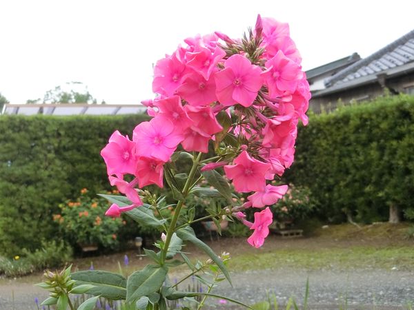 f:id:maronmame:20190709133106j:plain f:id:maronmame:20190709133106j:plain