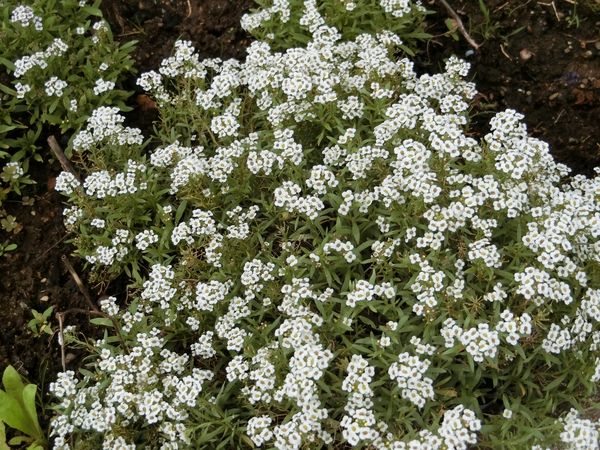 f:id:maronmame:20190709133125j:plain f:id:maronmame:20190709133125j:plain