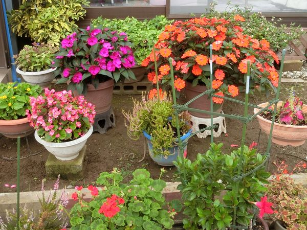 f:id:maronmame:20190709133141j:plain f:id:maronmame:20190709133141j:plain