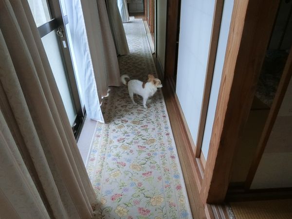 f:id:maronmame:20190709133204j:plain f:id:maronmame:20190709133204j:plain