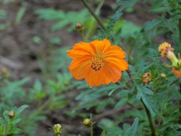 f:id:maronmame:20190716130802j:plain