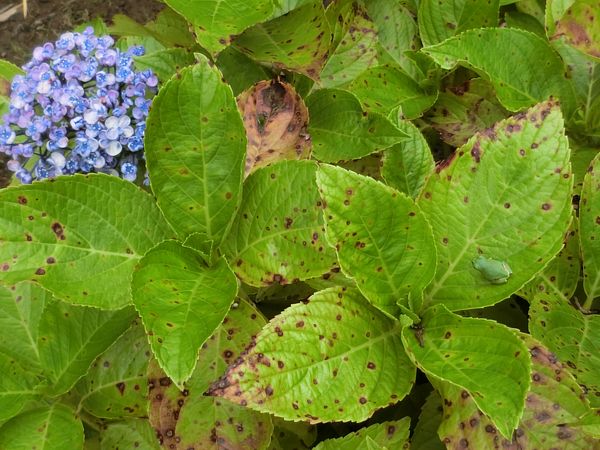 f:id:maronmame:20190716130839j:plain