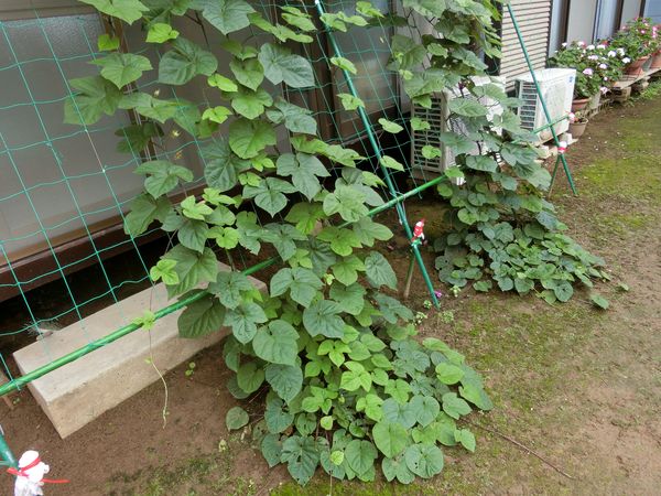 f:id:maronmame:20190716130855j:plain