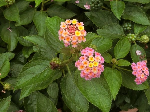 f:id:maronmame:20190716130923j:plain