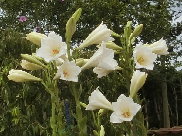 f:id:maronmame:20190716131006j:plain