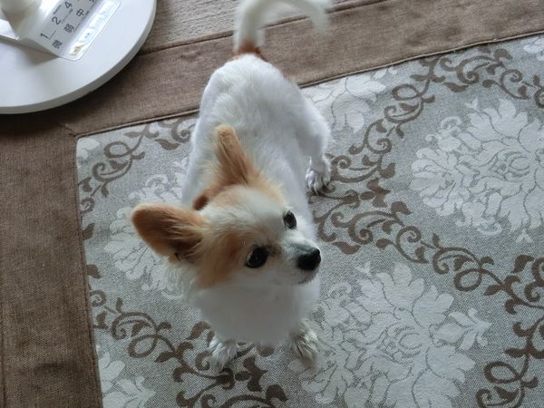 f:id:maronmame:20190716131048j:plain