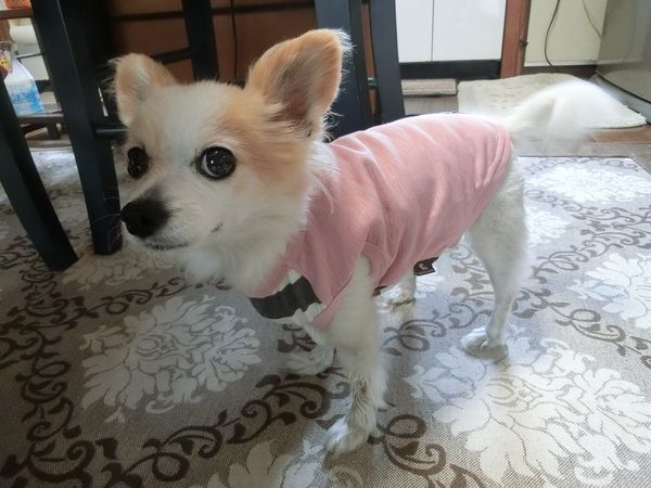 f:id:maronmame:20190720101607j:plain