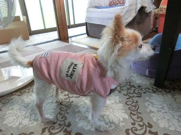 f:id:maronmame:20190720101622j:plain