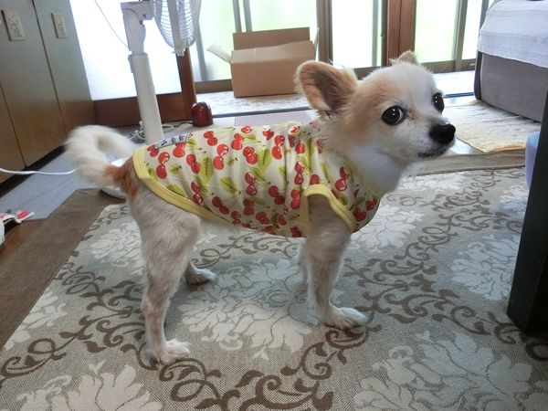 f:id:maronmame:20190720101637j:plain