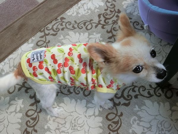 f:id:maronmame:20190720101651j:plain