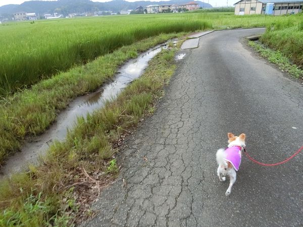 f:id:maronmame:20190720101846j:plain