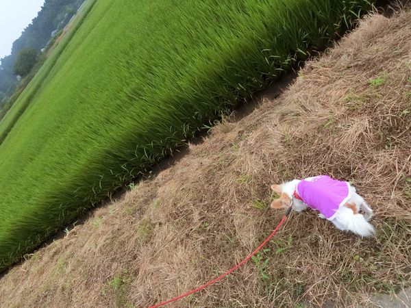 f:id:maronmame:20190720101920j:plain