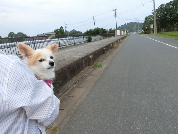 f:id:maronmame:20190720101936j:plain