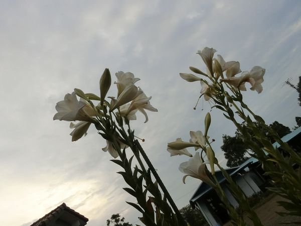 f:id:maronmame:20190720101953j:plain