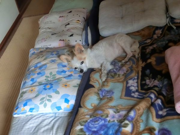 f:id:maronmame:20190720102017j:plain