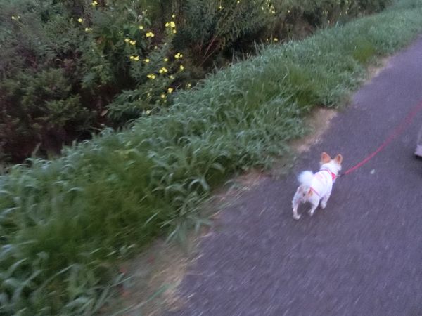 f:id:maronmame:20190906125416j:plain f:id:maronmame:20190906125416j:plain