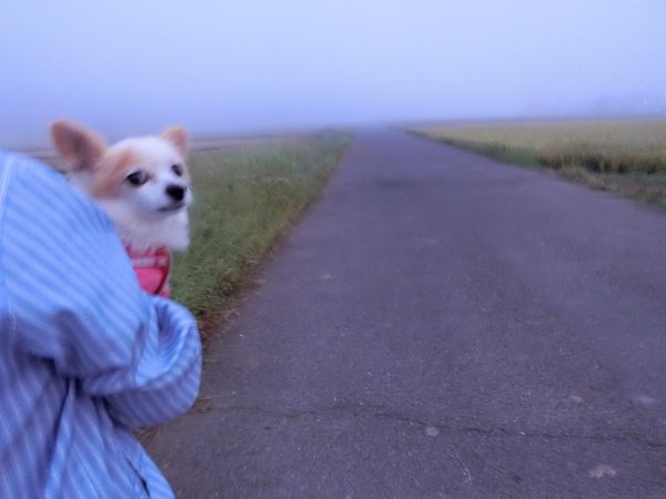 f:id:maronmame:20190906125444j:plain f:id:maronmame:20190906125444j:plain