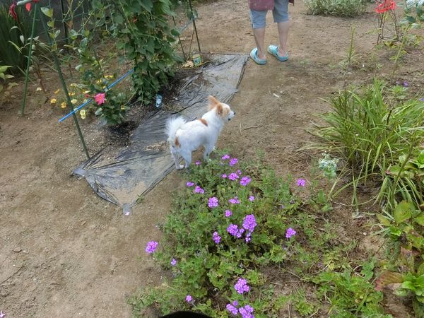 f:id:maronmame:20190906125500j:plain f:id:maronmame:20190906125500j:plain