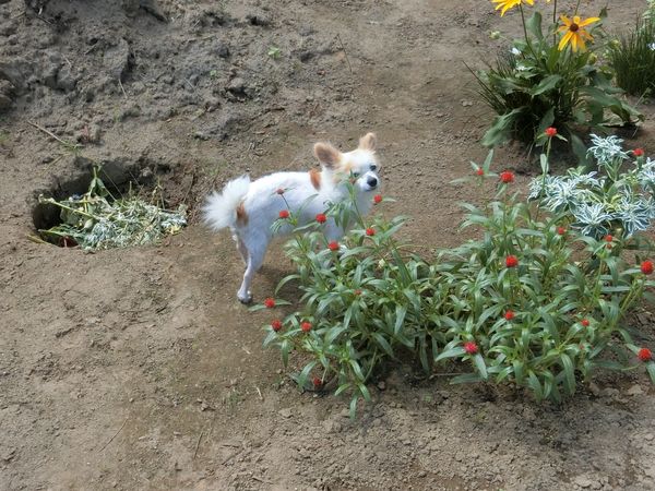 f:id:maronmame:20190906125514j:plain f:id:maronmame:20190906125514j:plain