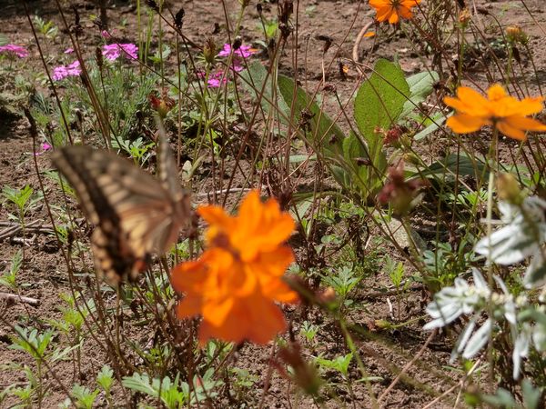 f:id:maronmame:20190906125544j:plain f:id:maronmame:20190906125544j:plain