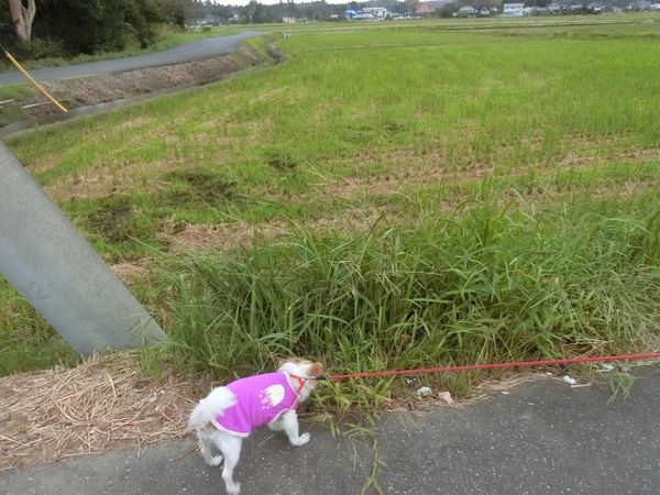 f:id:maronmame:20190915090517j:plain