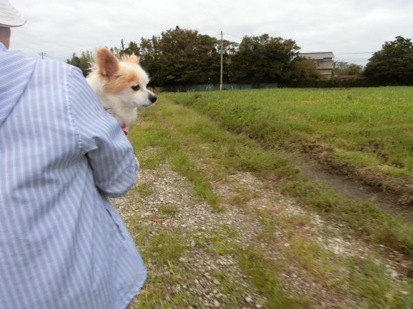 f:id:maronmame:20190915090557j:plain