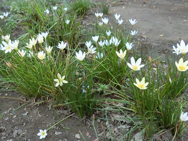 f:id:maronmame:20190915090640j:plain