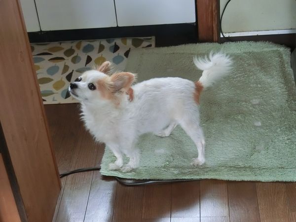 f:id:maronmame:20190915090759j:plain