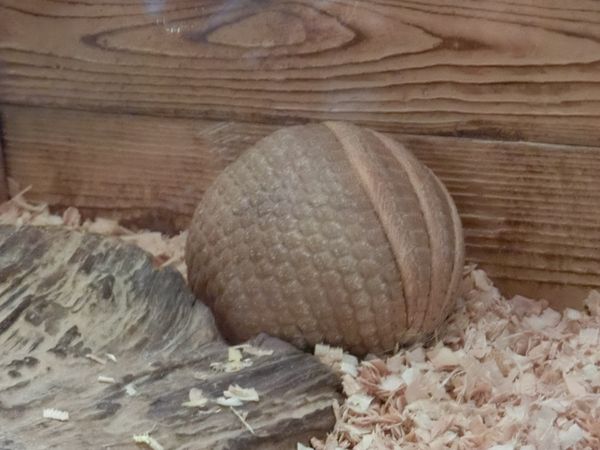 f:id:maronmame:20190920130836j:plain