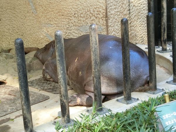 f:id:maronmame:20190920130900j:plain