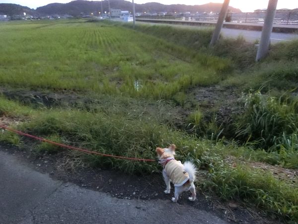 f:id:maronmame:20190920131112j:plain