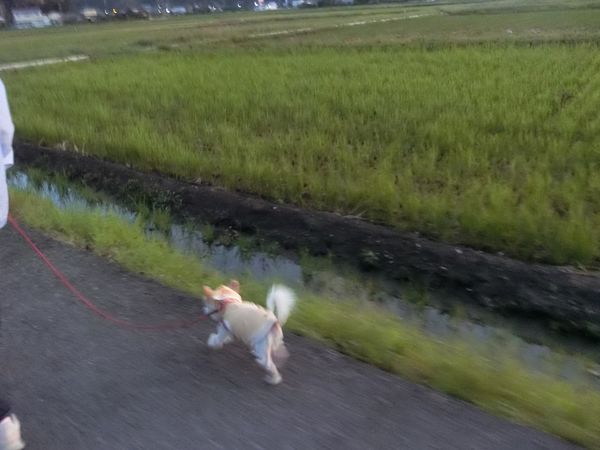 f:id:maronmame:20190920131126j:plain