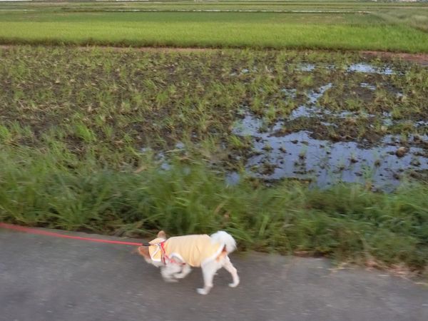 f:id:maronmame:20190920131156j:plain