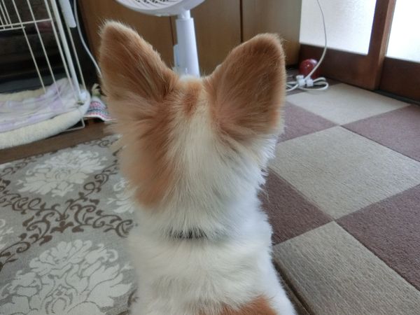 f:id:maronmame:20190926150728j:plain