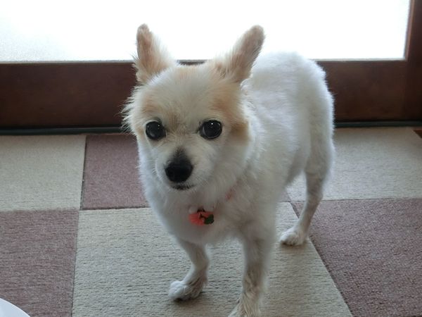 f:id:maronmame:20190926150815j:plain