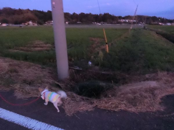 f:id:maronmame:20190926150903j:plain