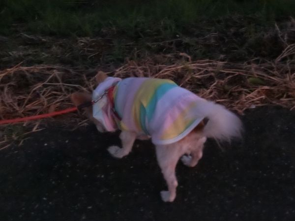 f:id:maronmame:20190926150918j:plain