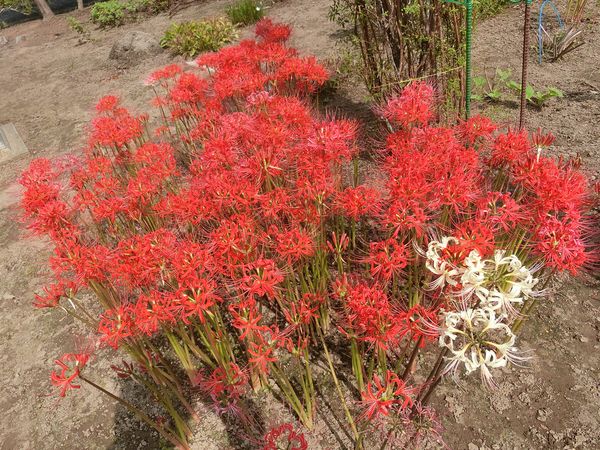 f:id:maronmame:20191002132745j:plain