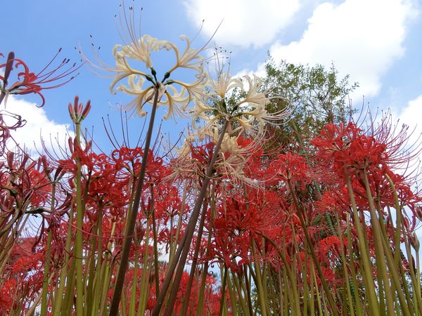 f:id:maronmame:20191002132759j:plain