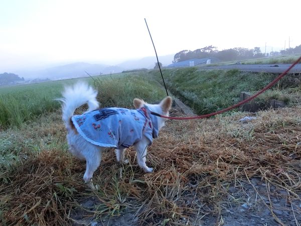 f:id:maronmame:20191002132944j:plain