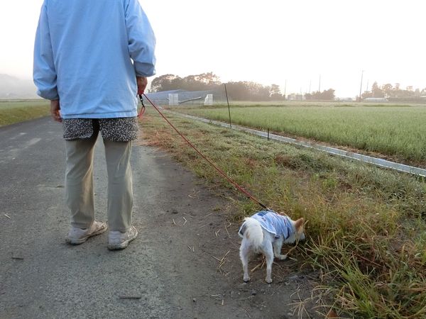 f:id:maronmame:20191002132958j:plain